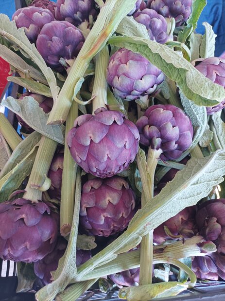 carciofo 1.jpeg