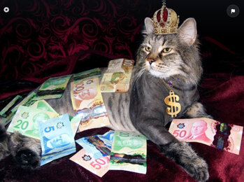 gatto_ricco.jpeg