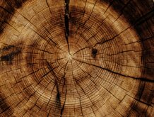 joel-jasmin-forestbird-xzpmumddsfk-unsplash.jpeg