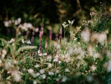 annie-spratt-4iqtki_q8ki-unsplash.jpeg