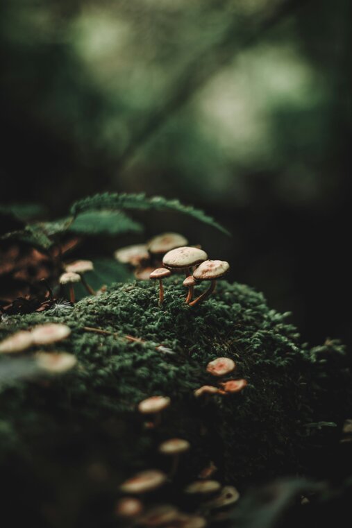 alexx-cooper-vb3cvkx9-hc-unsplash.jpeg