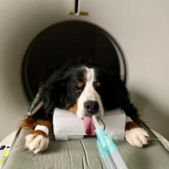 tomografia-veterinaria-tac-computerizzata.jpeg