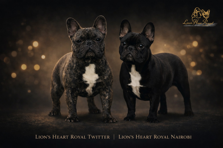 photoroom-20260325_003348316