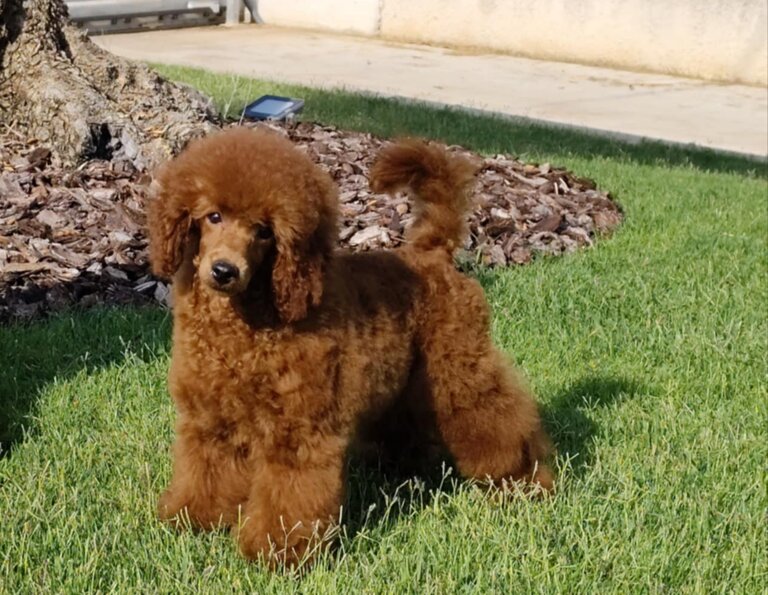 Barboncino nano rosso allevamento Palermo Barboncino nano rosso allevamento Palermo