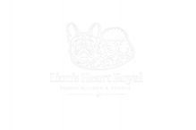 lion's heart royal bulldog francese barboncino toy palermo sicilia