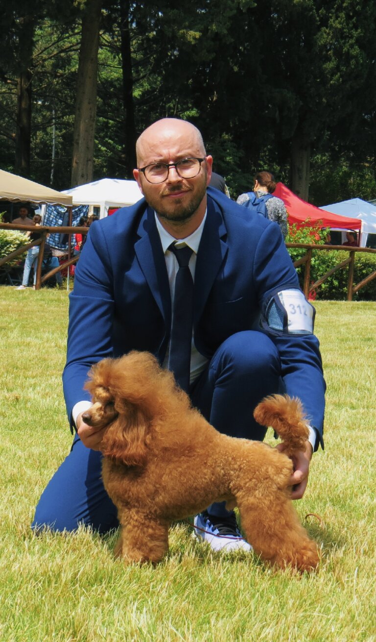 Barboncino Toy rosso allevamento Sicilia Barboncino Toy rosso allevamento Sicilia