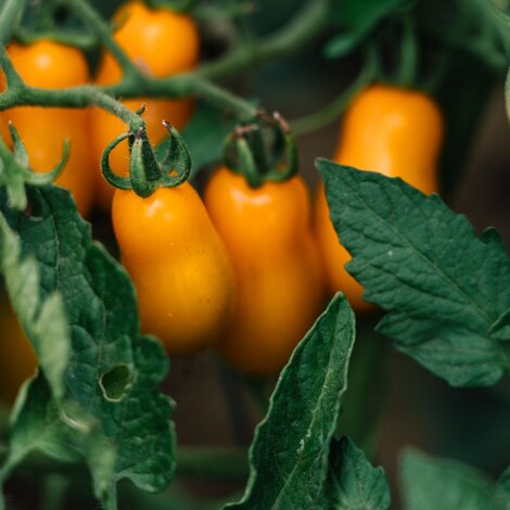 _dsc3491.jpeg _dsc3491.jpeg