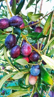 39785_2daea5328a5a0d3e4eaa4d661c107d15ceb434f7