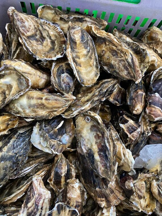 photo-2022-08-06-16-40-56 2 copia 2.jpeg