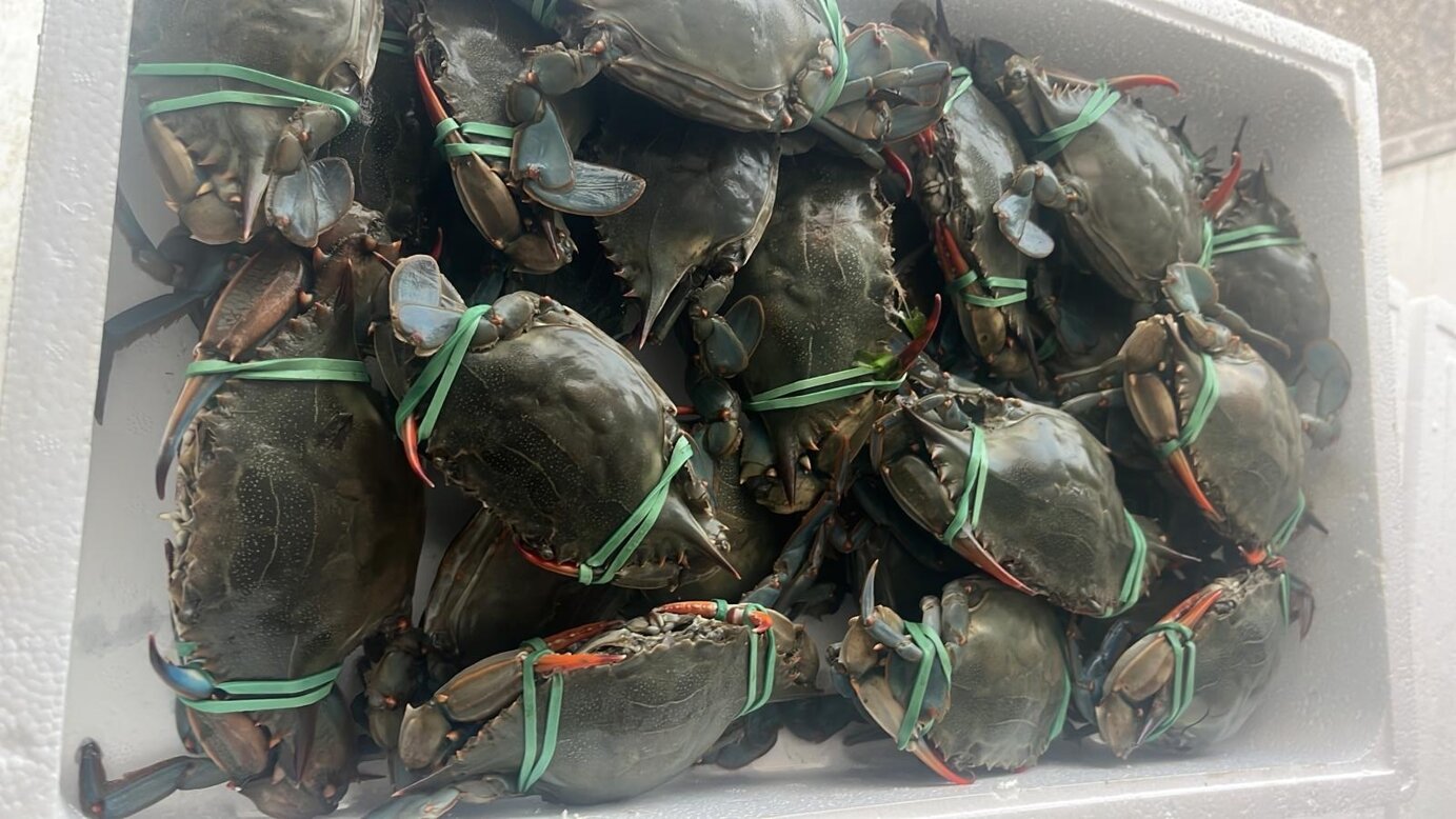 granchio blue crab adriaticlams ac italia 2.jpeg