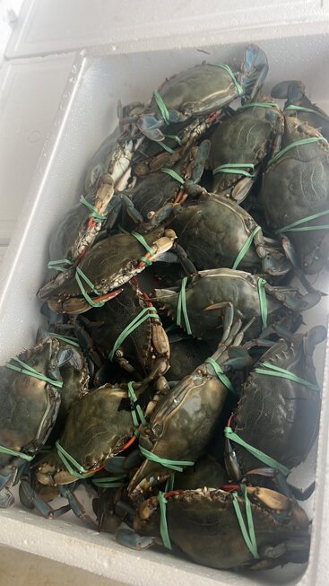 granchio blue crab adriaticlams ac italia3.jpeg