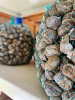 chiocciole-helix-aspersa-muller