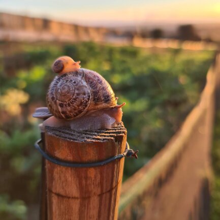 Chiocciole Helix Aspersa Muller Le protagoniste della nostra azienda