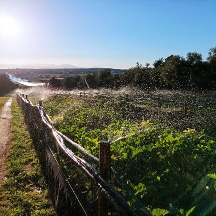 Acquazzone? L'irrigazione, fondamentale per l'allevamento delle chiocciole