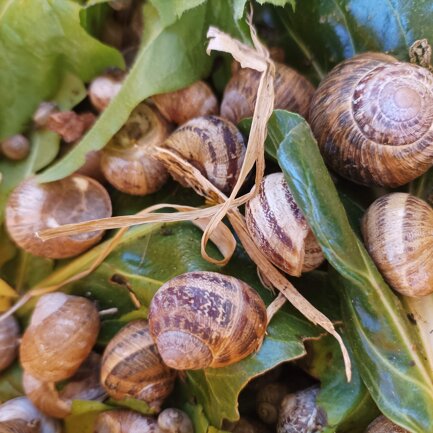 Chiocciole Helix Aspersa Muller Zoom all'interno dei Box, ecco le nostre protagoniste al riparo sulle foglie di Bieta.