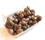 chiocciole-helix-aspersa-muller