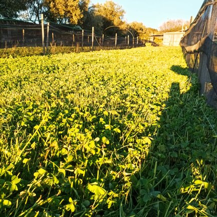 Box All'interno dei Box di allevamento