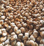 chiocciole-helix-aspersa-muller