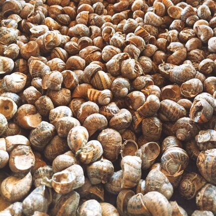 Chiocciole Diverse chiocciole appena raccolte, prima della fase di spurgatura.