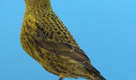 ncgc 2016-036cc he.jpeg