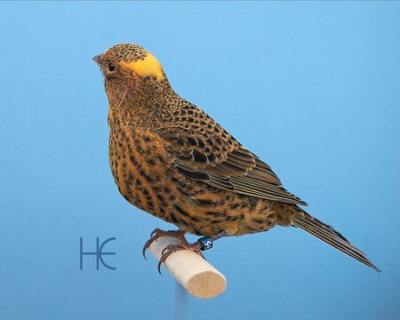 f bcgh 2023-09aa he.jpeg f bcgh 2023-09aa he.jpeg