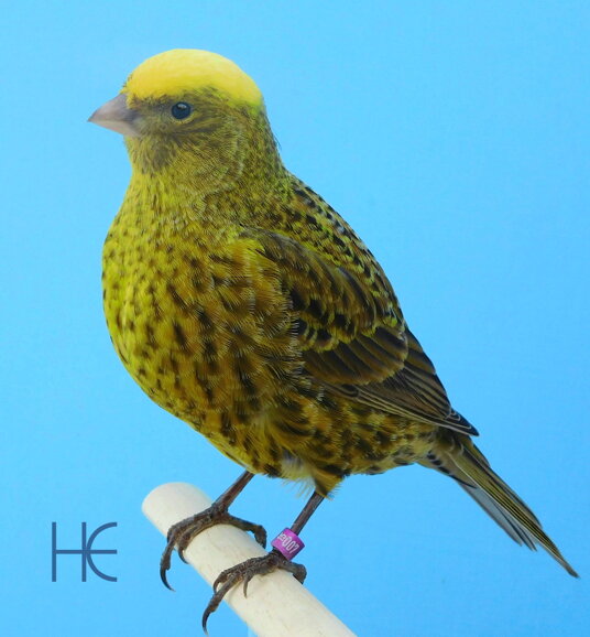 ccgh 2015-007ff he.jpeg ccgh 2015-007ff he.jpeg