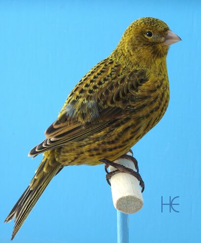 ncgc 2016-036cc he.jpeg ncgc 2016-036cc he.jpeg