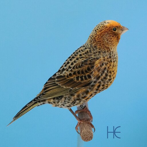 f ccsc 2025-04g he.jpeg