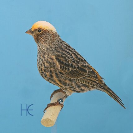 f ccsh 2023-015aa he.jpeg f ccsh 2023-015aa he.jpeg