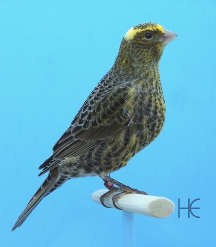 bcsc 2018-031cc he.jpeg bcsc 2018-031cc he.jpeg