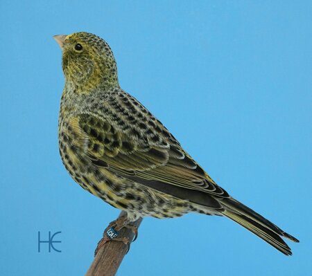 ncsc 2023-16a he.jpeg ncsc 2023-16a he.jpeg