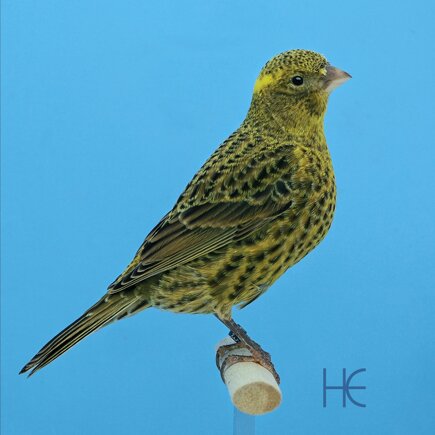 home1bcgh 2023-001ccc he.jpeg home1bcgh 2023-001ccc he.jpeg