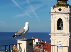 rosa1.jpeg rosa1.jpeg