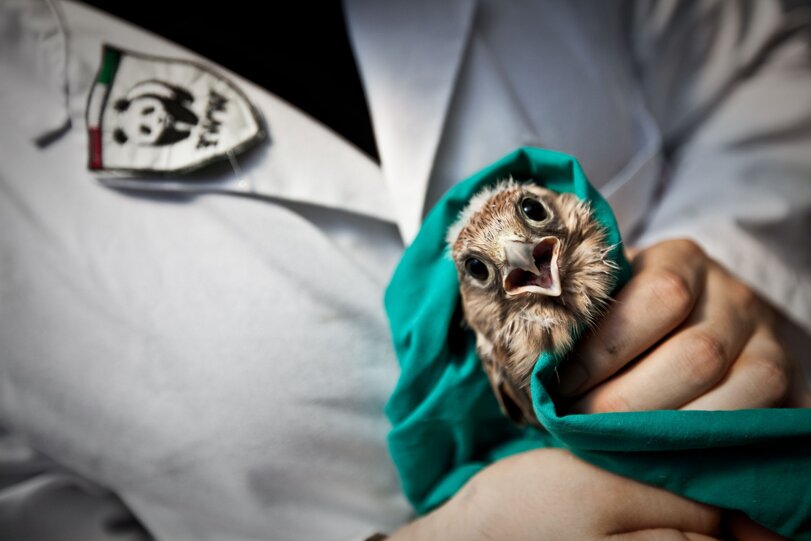 giovane-gheppio_cras-vanzago_andrea-longo.jpeg giovane-gheppio_cras-vanzago_andrea-longo.jpeg