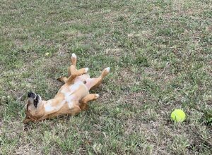 img_8340.jpeg