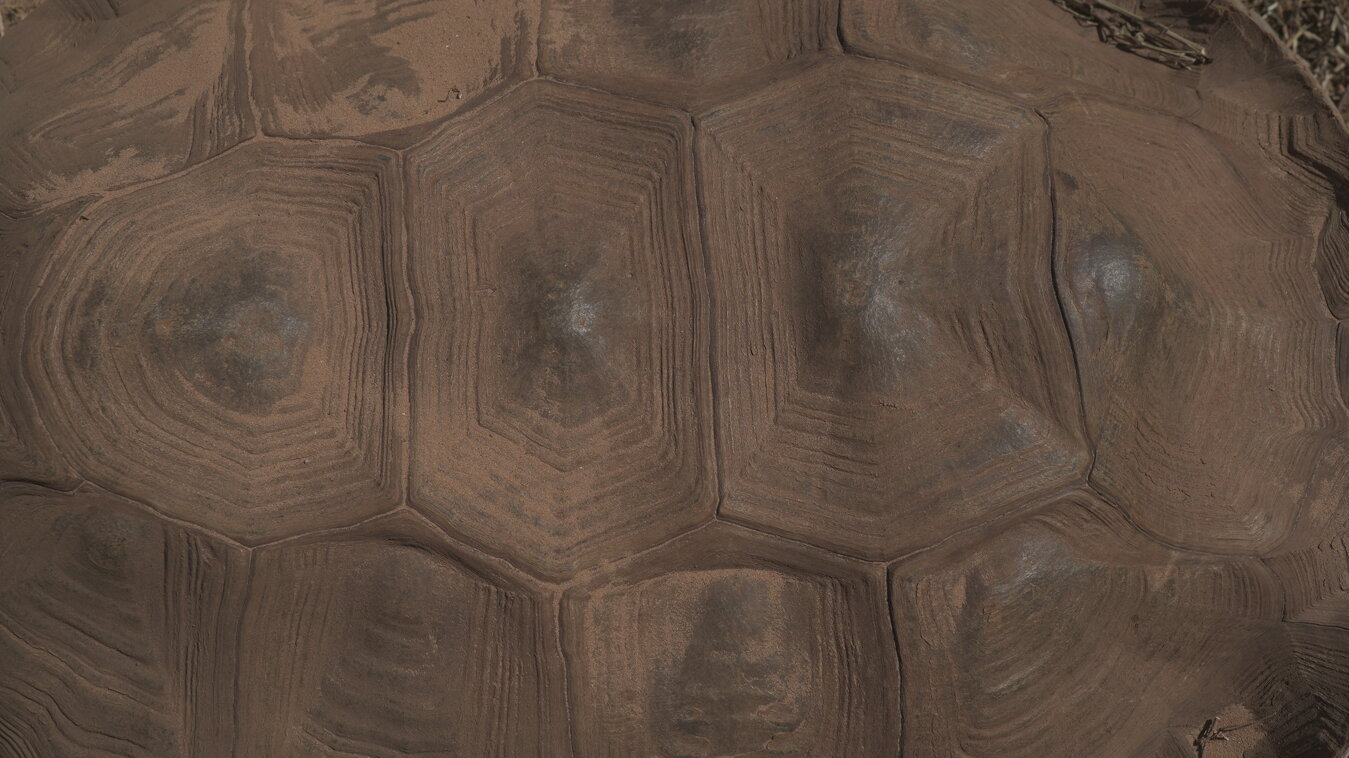 tt sulcata.jpeg