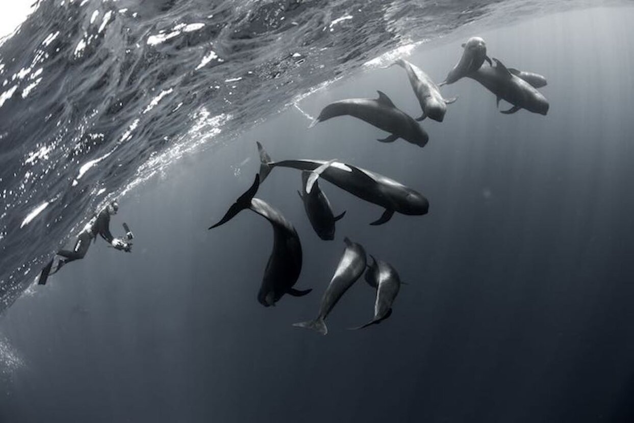 1_fede e globicefali.jpeg