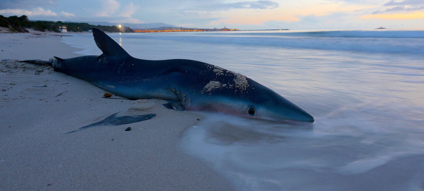 blu shark spiaggia.jpeg