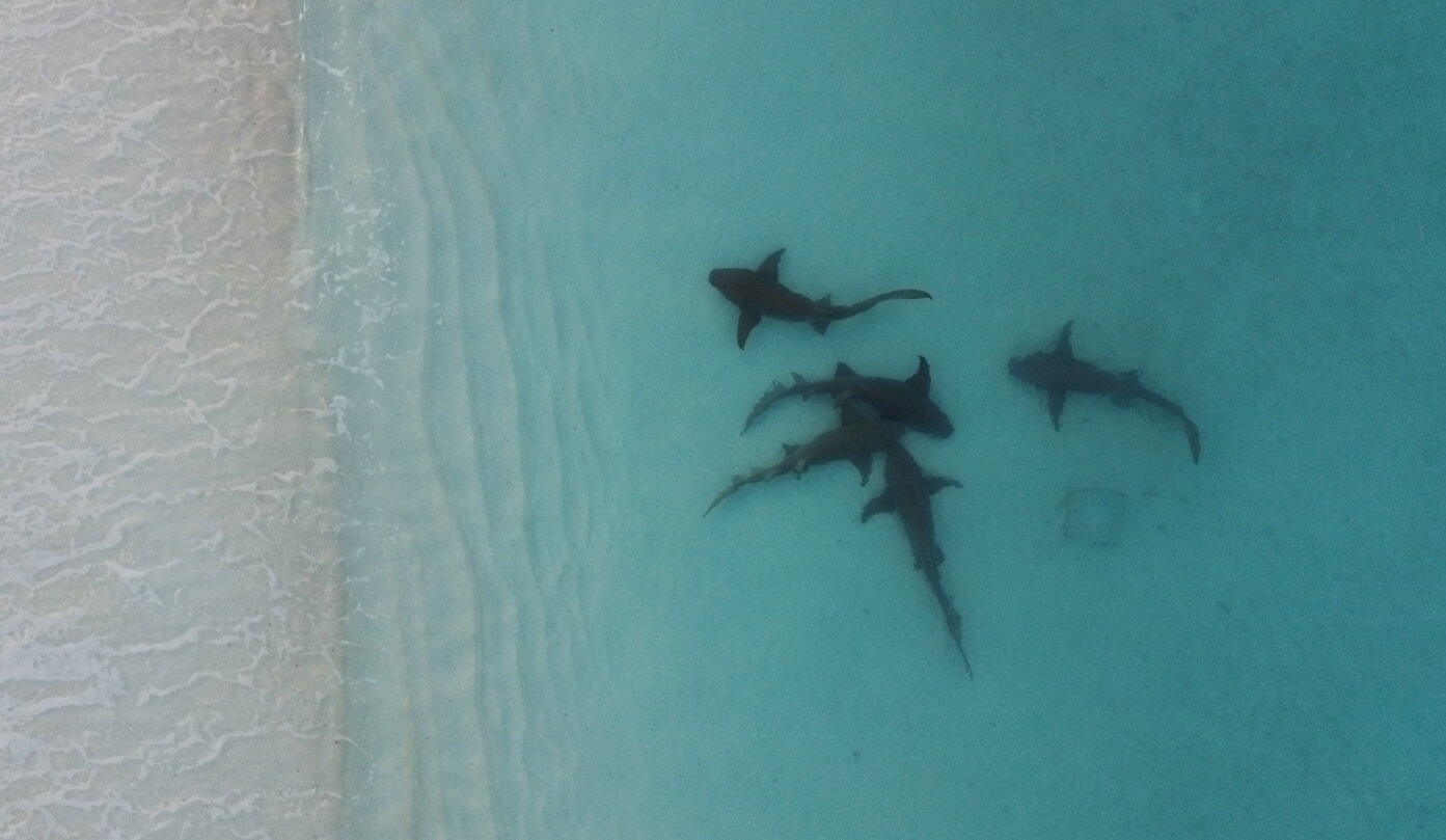 nutrice by drone.jpeg