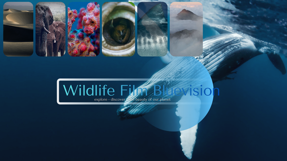 wildlife film bluevision