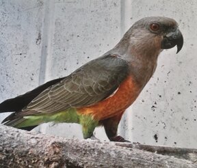 rufi ventris copia.jpeg