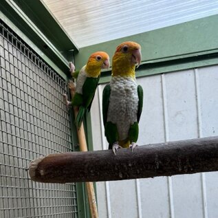 pionites 1.jpeg pionites 1.jpeg