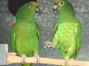 pappagalli4.jpeg