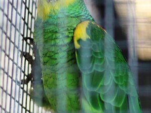 pappagalli15.jpeg