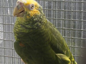 pappagalli13.jpeg