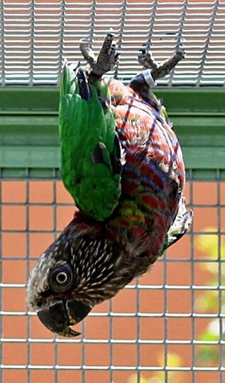 pappagalli15.jpeg pappagalli15.jpeg