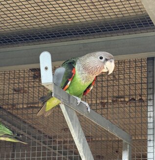 robustus 2026.jpeg robustus 2026.jpeg