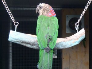 pappagalli8.jpeg