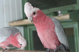 roseicapullus.jpeg roseicapullus.jpeg