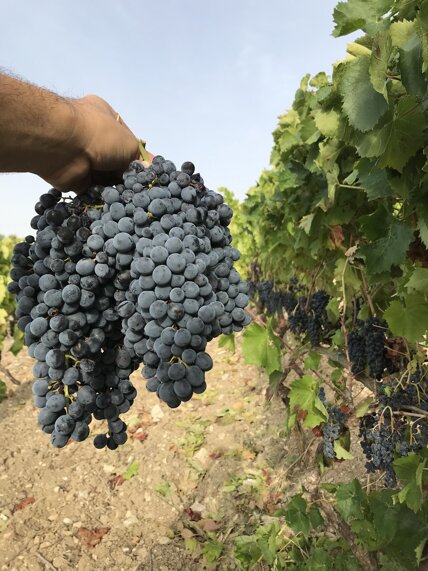 40201_f47cd83c54e72cb9b9856ea3cfc114f9d4c10a84